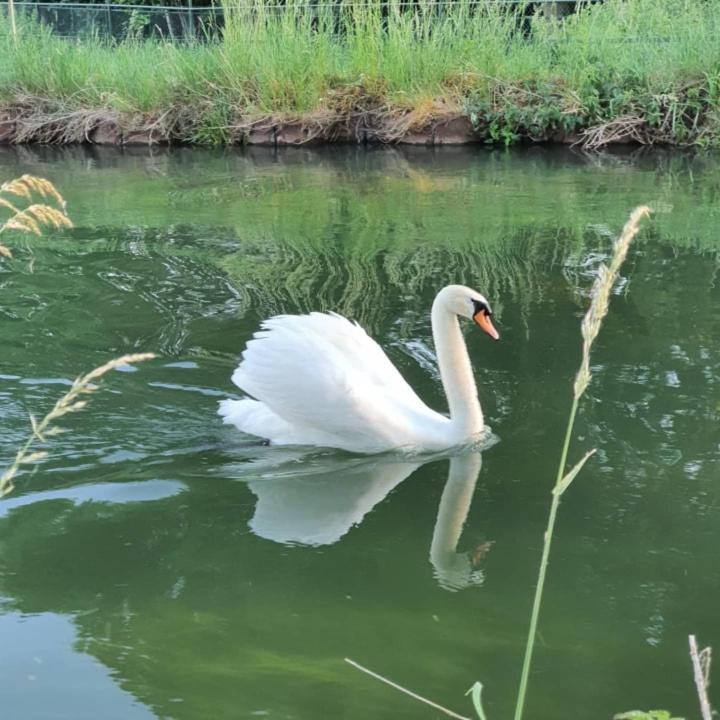 Bed and Breakfast De Vliegende Vlinder Nederweert Zewnętrze zdjęcie