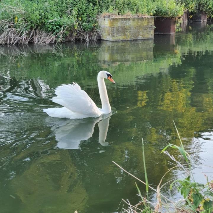 Bed and Breakfast De Vliegende Vlinder Nederweert Zewnętrze zdjęcie